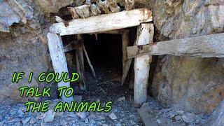 The 1870's Dolittle Mine Is FULL of FURRY CRITTERS!