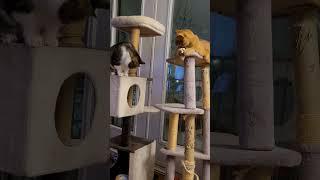 Coco et Mochi #chats #cats #catlover