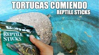 alimentando a mis tortugas