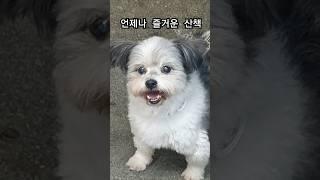 하누 산책 일기장 10월 17일 #강아지산책 #강아지 #반려견