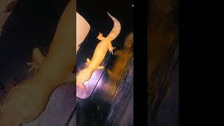 leopard gecko eating binky mice , ليبرد جيكو ياكل المايس الفئران الصغيرة