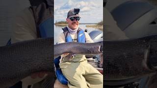 SUPER RARE PIKE!!! #fishing #pikefishing