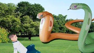 Two giant cobra snakes attacked on a baby || snake video || snake movie