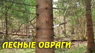 ЛЕСНЫЕ ОВРАГИ МЕСТА ГДЕ ПРЯТАЛИ ВОРОВСКИЕ КЛАДЫ! Кладоискатель Белый Копатель