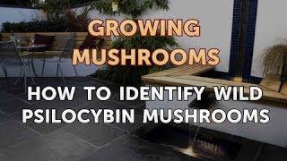 How to Identify Wild Psilocybin Mushrooms