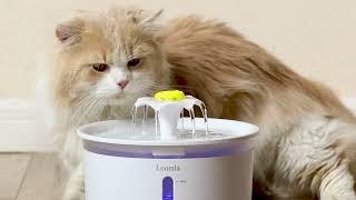 Best Cat Water Fountain with Carbon Filter | How to setup cat water fountain | Reebuy Pet Supplies