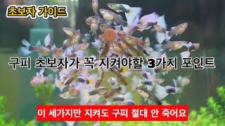 구피 초보자들이 꼭 알아야하는 3가지 포인트️이 3가지만 지켜도 구피 절대 안 죽어요  (구피 초보자 가이드)