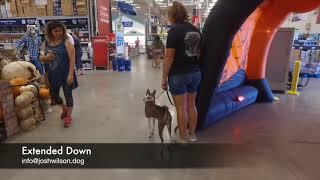 Basenji "Rocco" | Aggression Transformation | E-Collar Trainers San Antonio