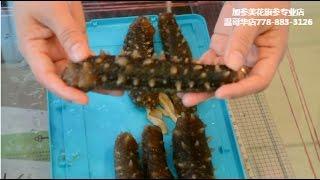 阿拉斯加野生红海参泡发全过程 【完整版】 —【Maybel 话你知】Full Alaska sea cucumber soaking method