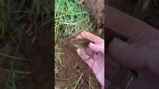 #equinox600 #minelab #spoon  #metaldetecting