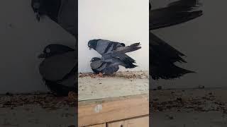 Rekdhar kabutar Matting #pigeon #ytshorts #shorts