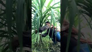 Techniques To Farm Softer Sugarcanes Full Video #satisfying #shot