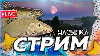 ️ НАСЫПКА  РАЗДАЧА РЫБОВ НА АРХИПЕ И МЕДВЕЖКЕ  Розыгрыши & Рулетка  СТРИМ Русская Рыбалка РР4