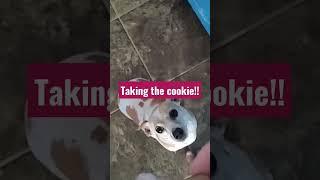 Doggo Plots to Get A Cookie