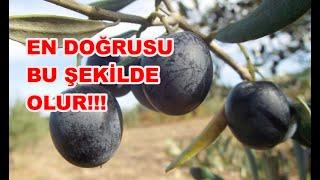 Polyesterde Taş Baskı Gemlik Sofralık Siyah Zeytin Nasıl Yapılır?