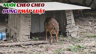 PHẠM PHÁP Nếu Nuôi Cheo Cheo Sai Cách  Kĩ Thuật Nuôi Cheo Cheo Có Lãi Không Nuôi Con Gì Hiệu Quả