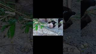 奶爸安慰大熊猫萌萌，不料被萌萌骂了一顿，原因让人哭笑不得 #大熊猫 #大熊猫萌萌
