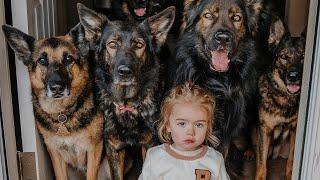 Huge German Shepherds Protect Baby as If It's Their Puppy