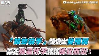 【「蟑螂殺手」讓宿主變殭屍！毒液強逼代孕寶寶破肚而出】｜@WalkingWild