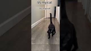 other cats vs my cat #cat