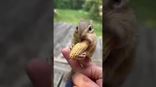 Munchies Squirrel  #shorts #animals #viral