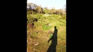 Countryside Forest Videos No. 3