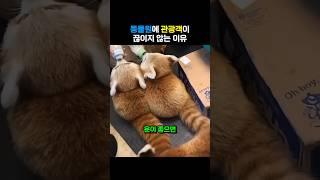 불황에도 동물원 관광객이 끊이지 않는 이유 #판다 #panda #쇼츠 #shorts #레서판다
