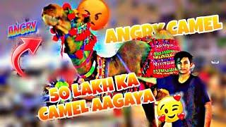 50 LAKH ka CAMEL  |Bakra Eid 2023| |Mandi Vlog| |Daily Vlogs|