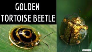 Golden Tortoise Beetles || Golden Bug ||