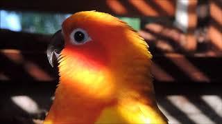 OVER THE RAINBOW WITH RAINBOW THE SUN CONURE