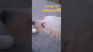 Такой добрый