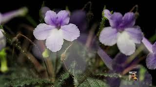 超级迷你岩桐 - 花市鱼骨头壮苗