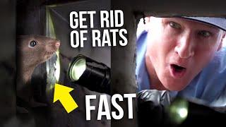 The BEST Way to Get Rid of Rats and Mice QUICKLY from your Ceiling and Walls - Twin Plumbing