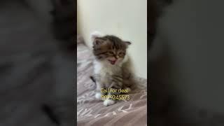 Cute cute perisan kittens available in jaipur #youtubeshorts #shorts #persiancatslovers #catlover