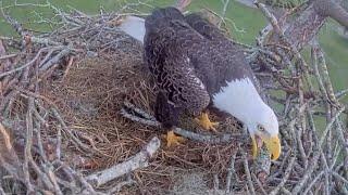 M15 added a new stick to the nest | SWFL Eagles | Nov 7, 2024