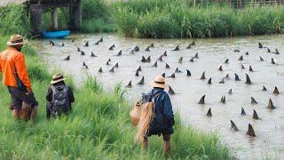 If These Moments With Animal Were Not Filmed, No One Would Have Believed Them