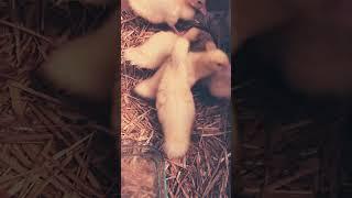 [Day 14] Muscovy Ducklings Grow Different Size #tassimmo  #kakada #barbarie #muscovyduck