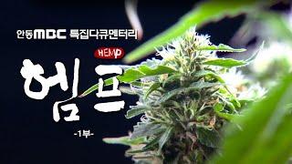 특집다큐멘터리 '헴프' 1부 / 안동MBC