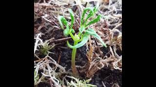 Женьшень 3-х летний корень 09.04.23 г. Белгородская обл. #женьшень  #ginseng  #인삼씨앗  #인삼씨