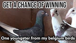 WIN a Young Racing Pigeon from my Belgium Racing pigeons | GIVE AWAY |