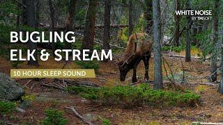 Bugling Elk and Stream Sleep Sound - 10 Hours - Black Screen