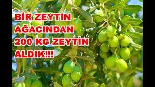 Bir Ağaçtan Tam 200 kg (8 kasa) Zeytin Topladık !! Verimli Zeytin Ağacı