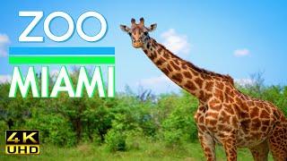 Zoo Miami 2021 , Things to do in Miami .4K video