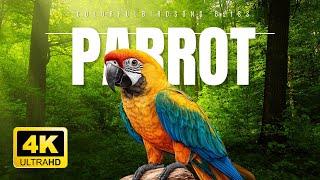 Colorful ParrotsCalm Your Soul with Relaxing MusicAnimals 4K HDR