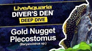 LiveAquaria® Diver’s Den® Deep Dive: Gold Nugget Plecostomus (Baryancistrus sp.)