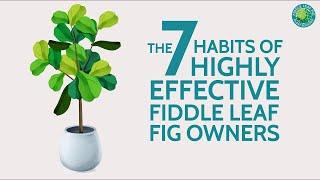 The 7 Habits of Highly Effective Fiddle Leaf Fig Owners | Fiddle Leaf Fig Plant Resource Center