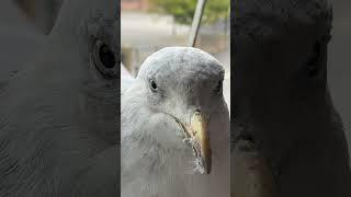 My Pet Seagull Is Turning Grey... 