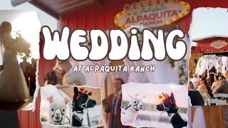 Alpaca Wedding!