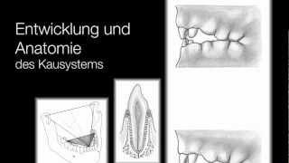 Neuauflage: Band III Anatomie aus der Reihe "Grundwissen für Zahntechniker"