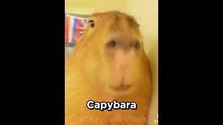 Capybara song